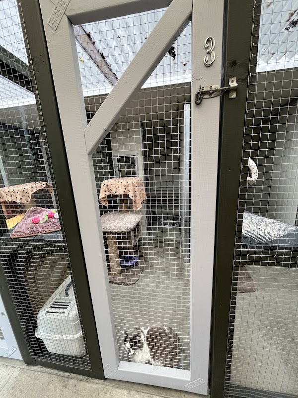 Riverside Cattery photo 2