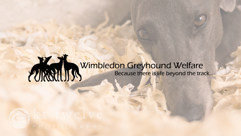 Wimbledon Greyhound Welfare