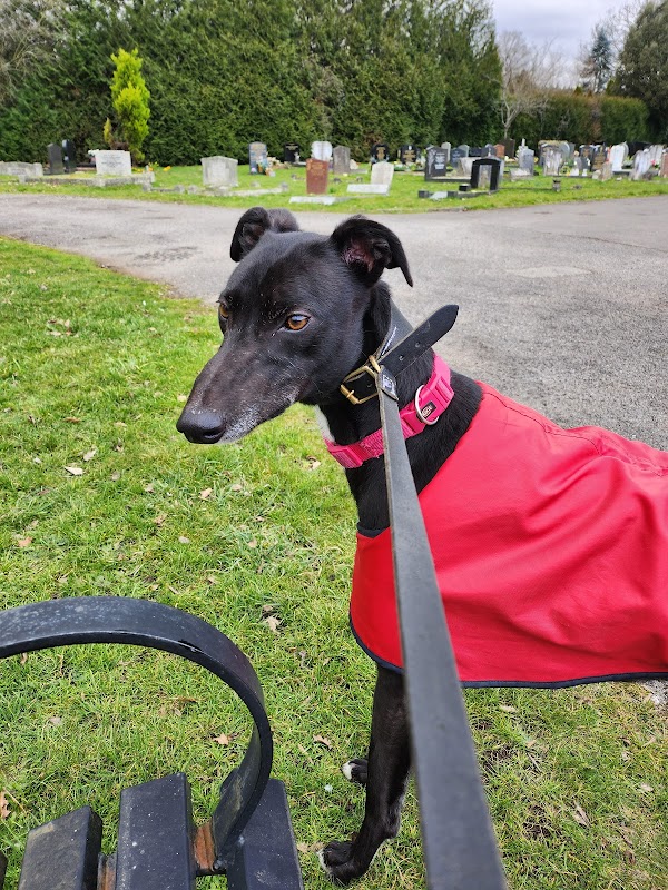 Wimbledon Greyhound Welfare photo 1