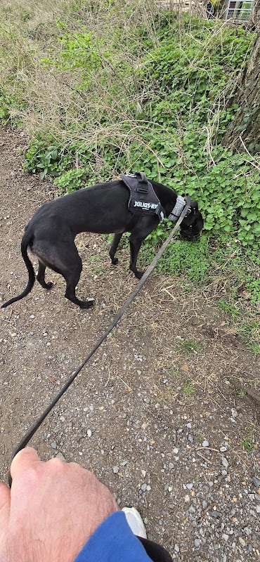 Wimbledon Greyhound Welfare photo 2