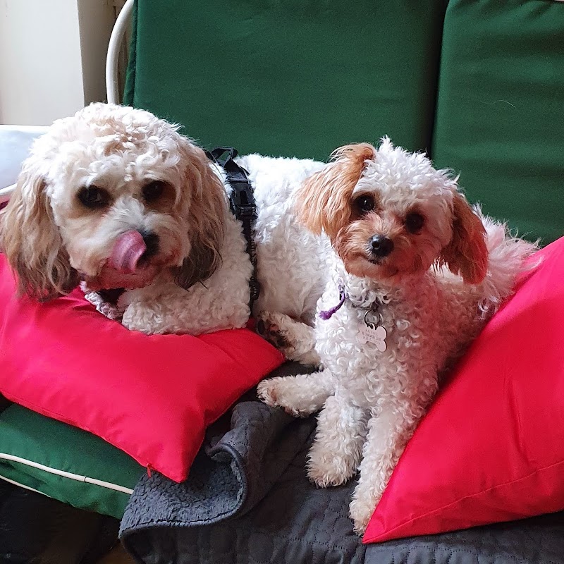 Home To Home Dog Care In East Grinstead (Small breeds 8kg max) photo 3
