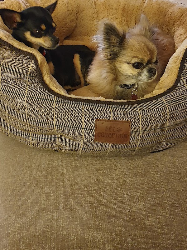 Home To Home Dog Care In East Grinstead (Small breeds 8kg max) photo 2