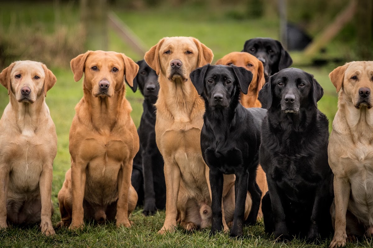 Riverggins Gundogs