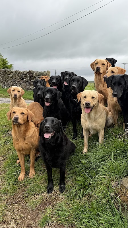 Riverggins Gundogs photo 2