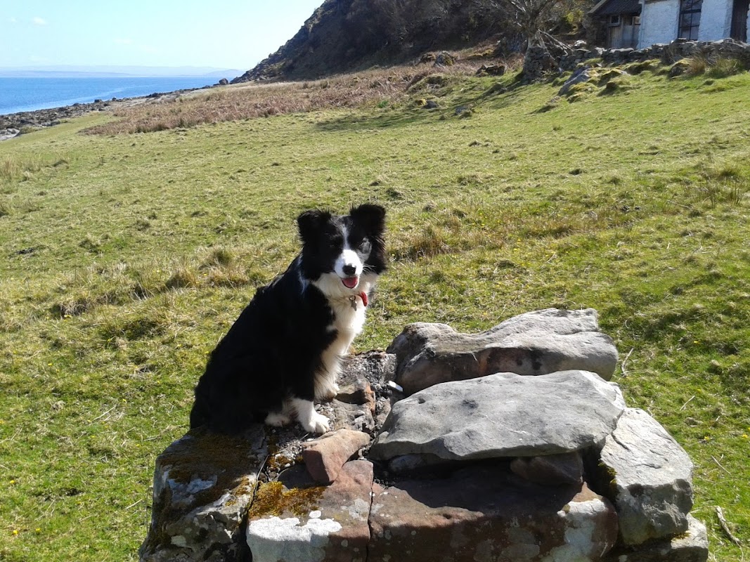 StirlingDogWalking photo 2