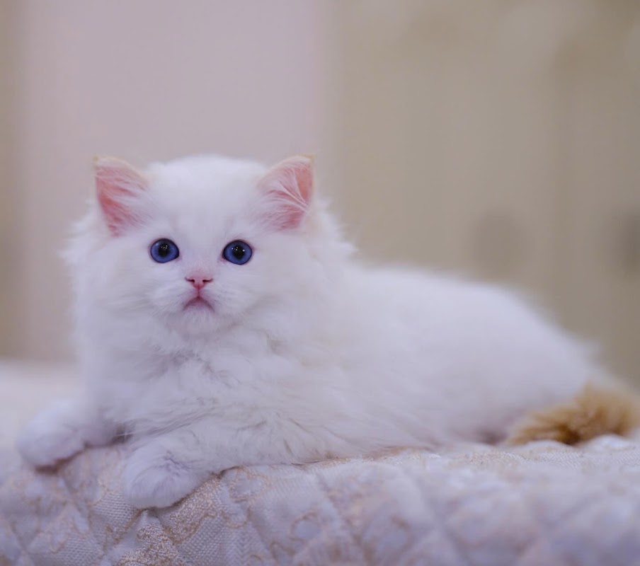 SerenityRagdolls