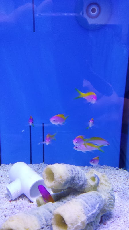 Taunton Aquarium Centre photo 2