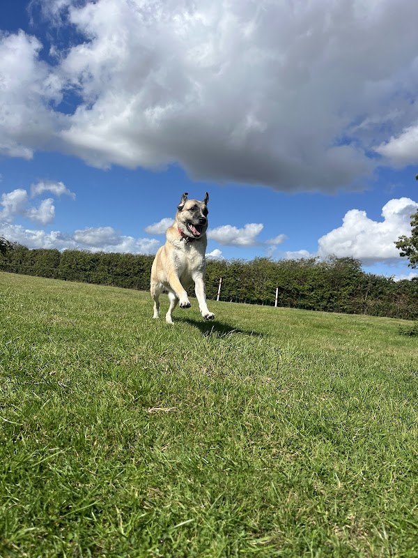Belham Wood Kennels photo 1