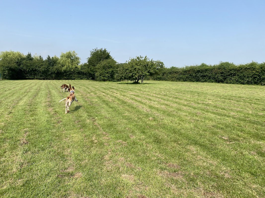 Belham Wood Kennels photo 2