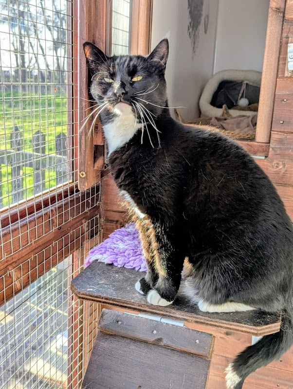 Abbotts View Farm Cattery