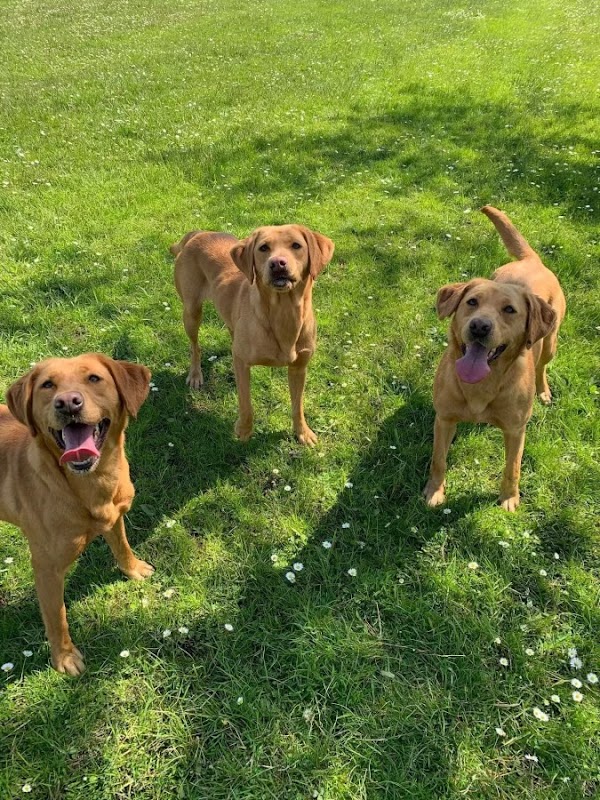 Brockwell Gundogs photo 1