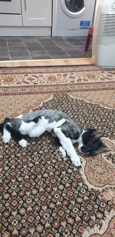 Comfy Cats Cattery photo 3
