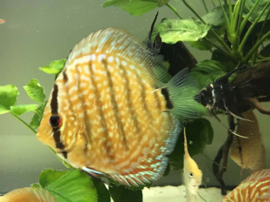 Discus Fish Sales