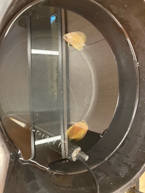 Discus Fish Sales photo 1