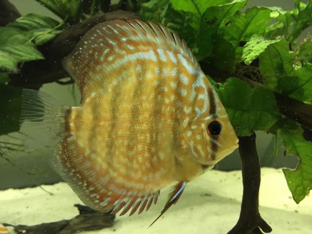 Discus Fish Sales photo 3