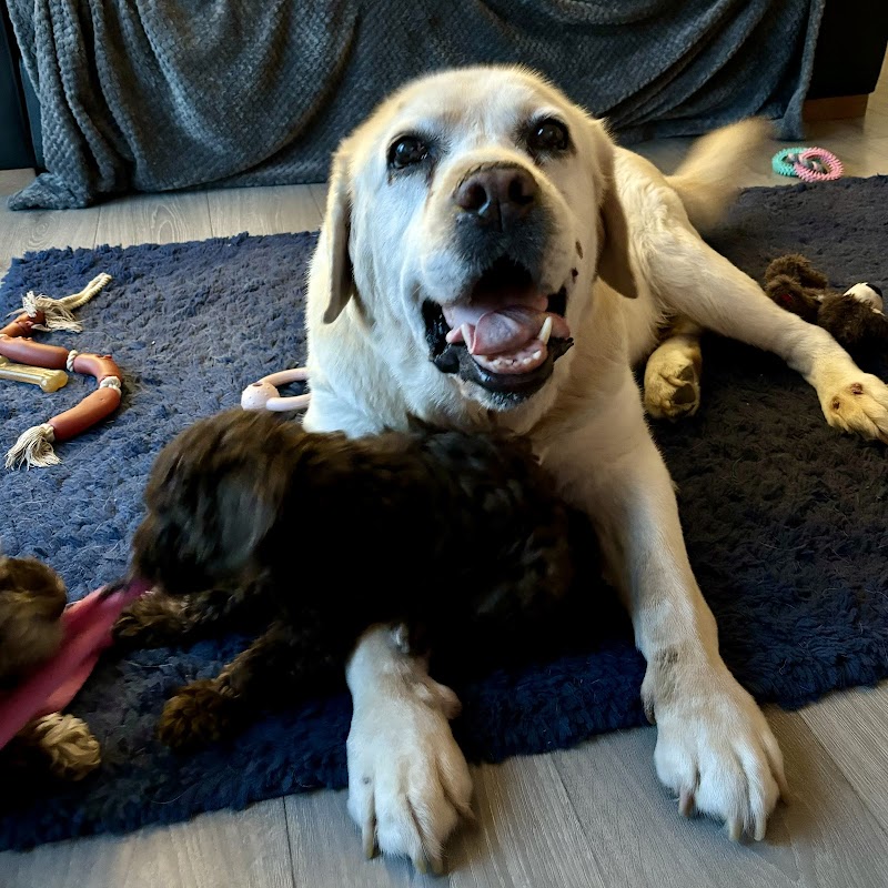Harrop Labradors