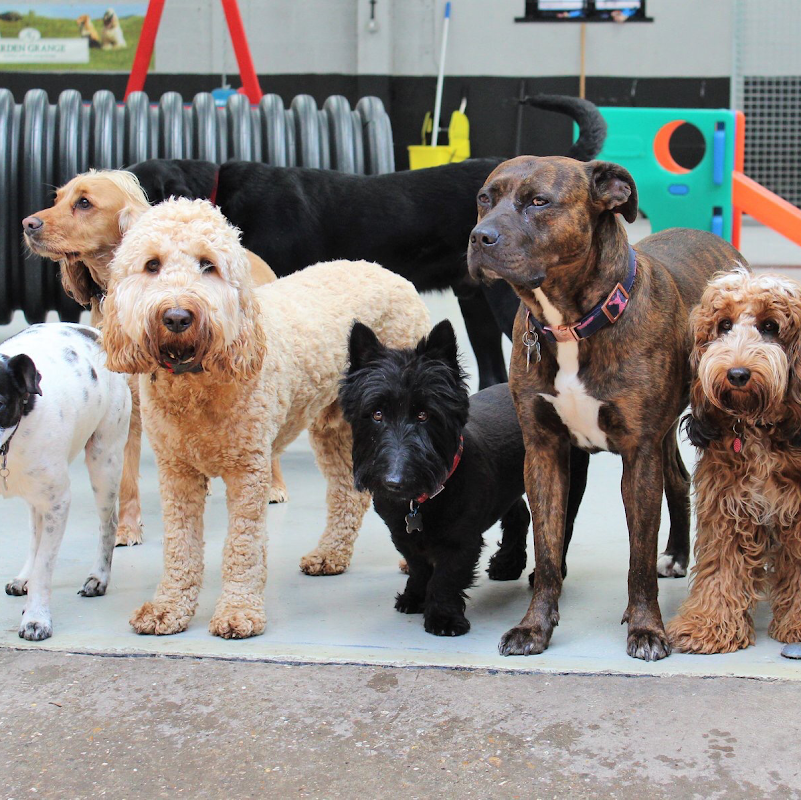 Cheshire School of Dogs photo 2