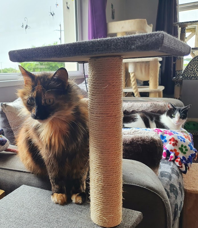 Ballyclare Cattery