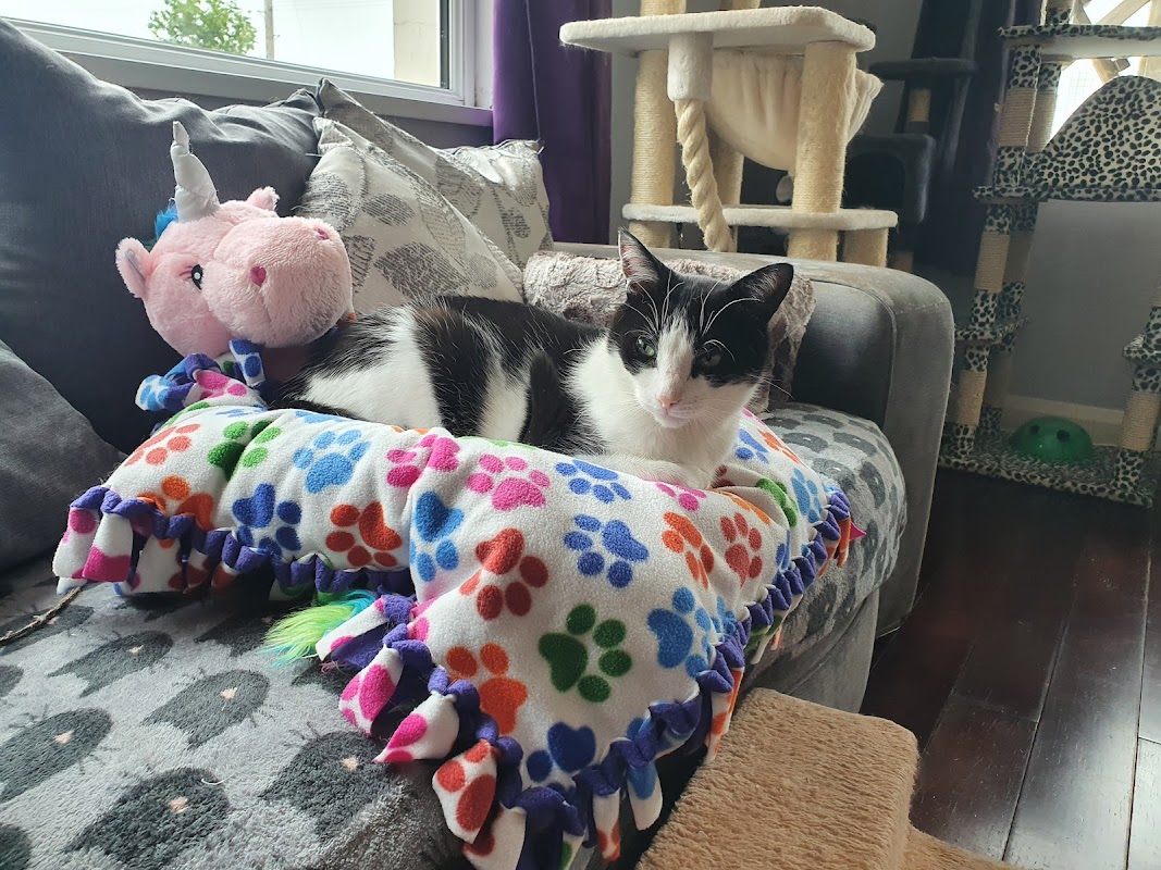 Ballyclare Cattery photo 3