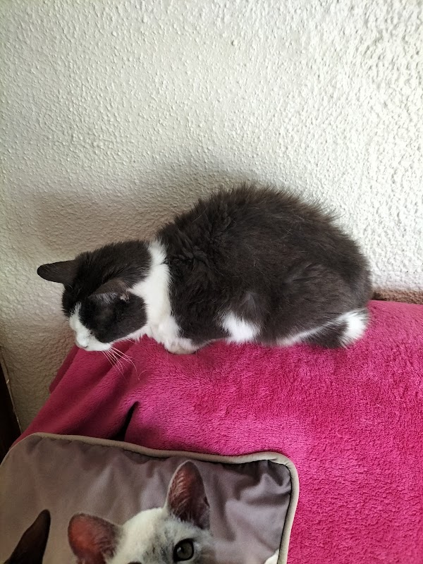 Ballyclare Cattery photo 1