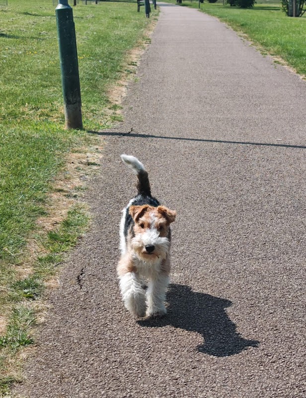 Alina's Dog Services photo 2