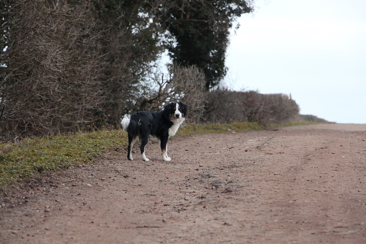 Alina's Dog Services photo 3