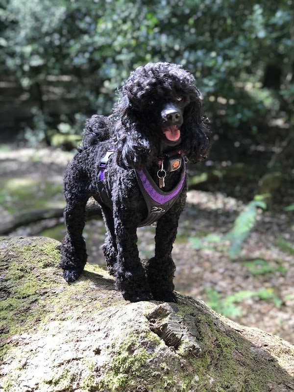 Oodles of Poodles
