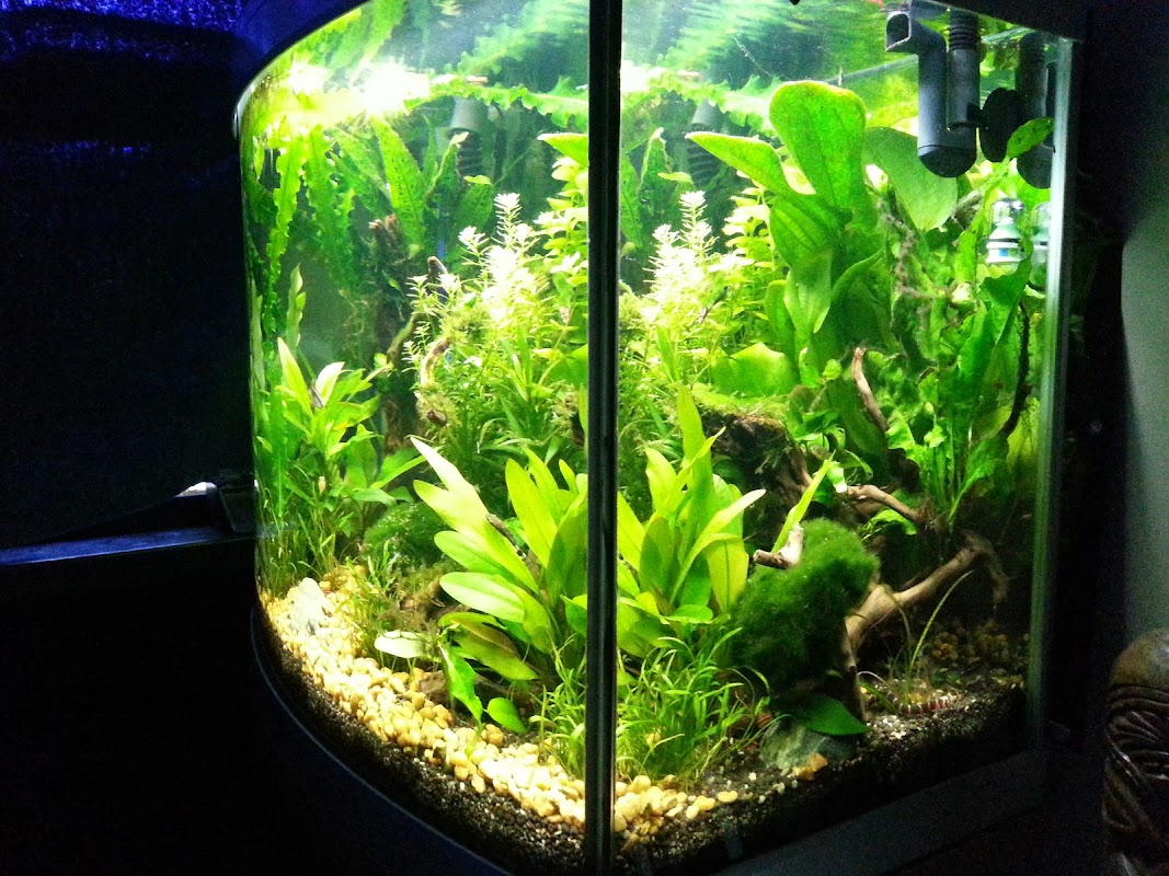 All About Fish, Pond & Aquarium Services photo 1