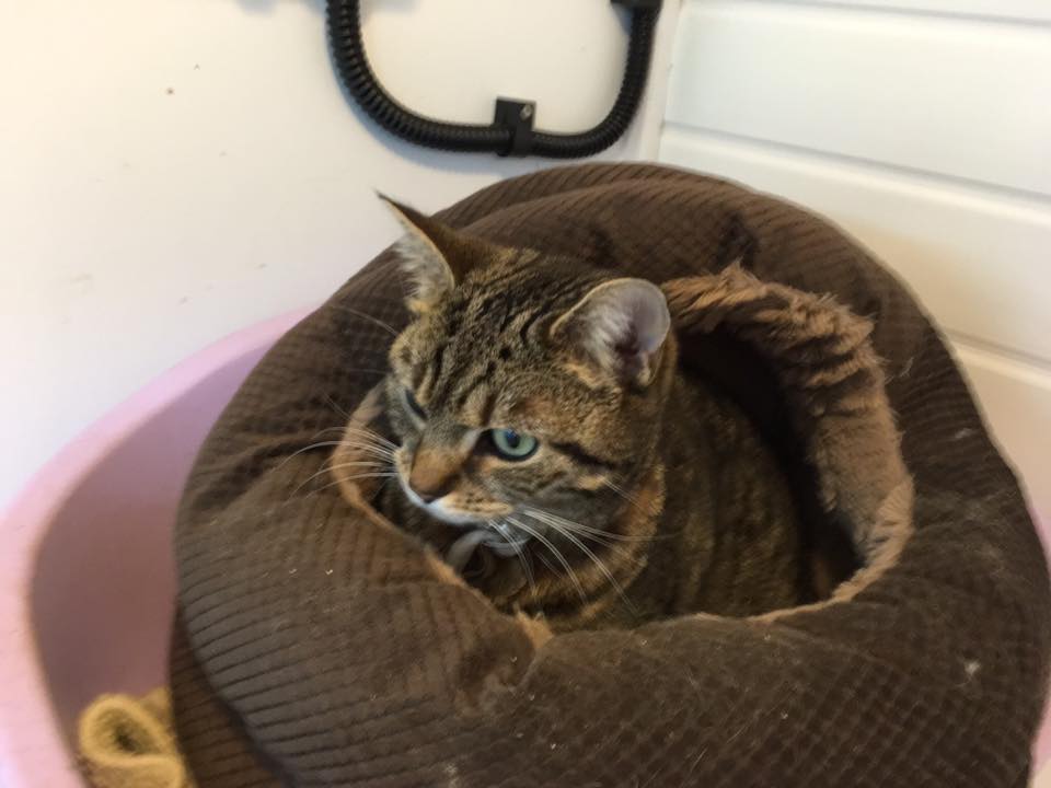 Crookedstone Cattery