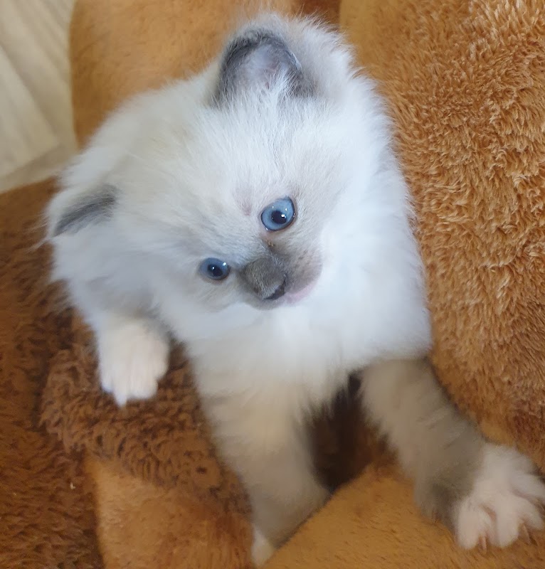 Ragdoll kittens UK
