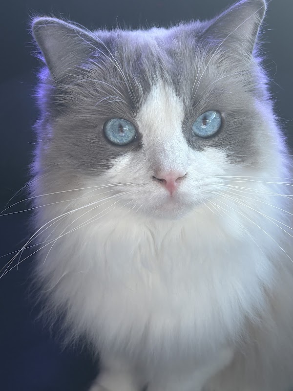 Ragdoll kittens UK photo 2