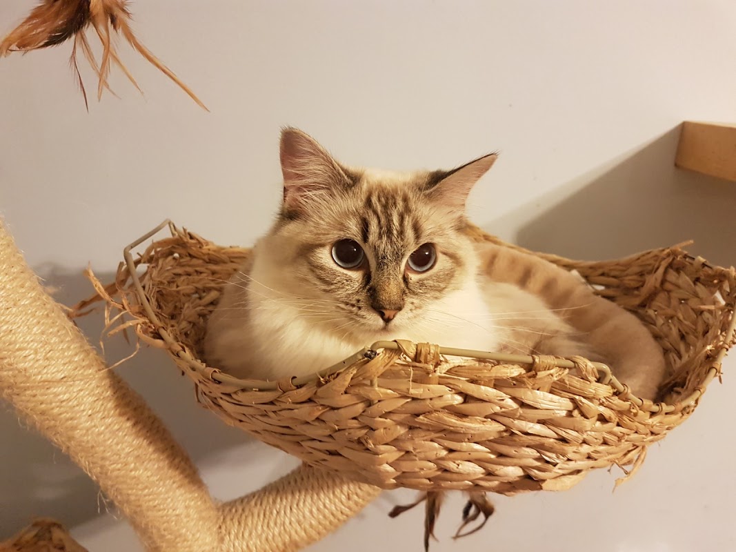Ragdoll kittens UK photo 3