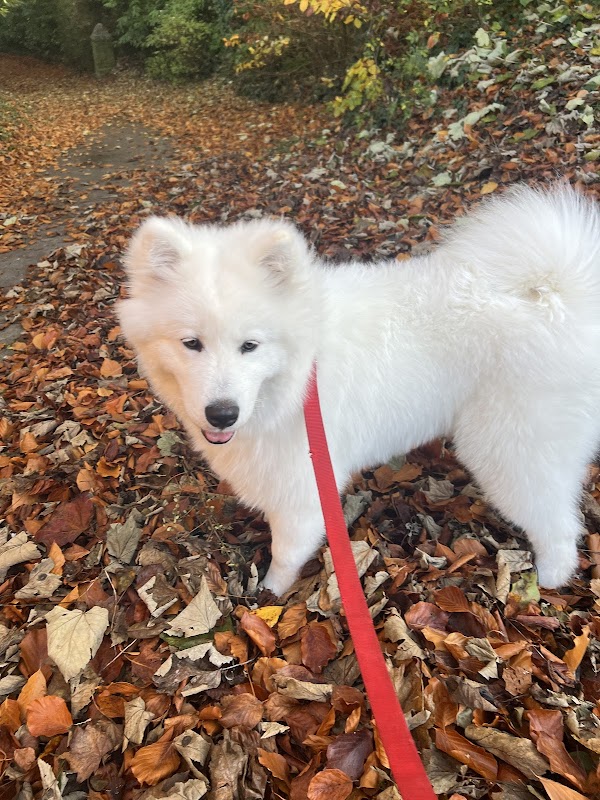 Bartlett's Dogs photo 1