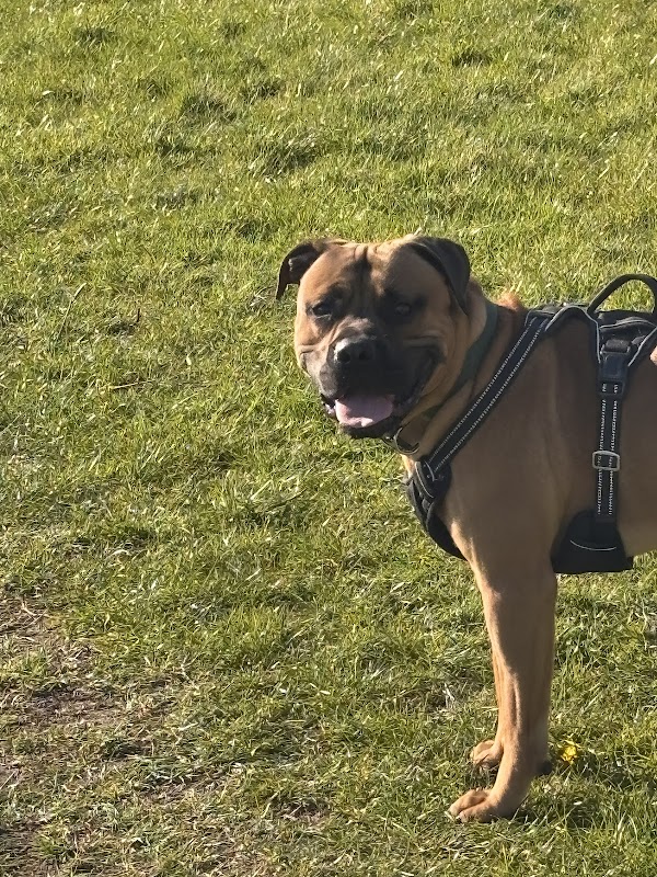 Bartlett's Dogs photo 3