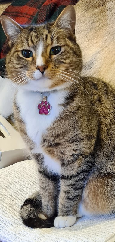 Cosy Cattery