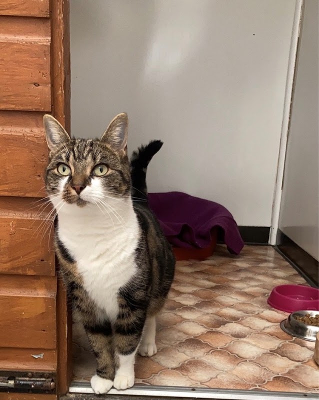 Cosy Cattery photo 1