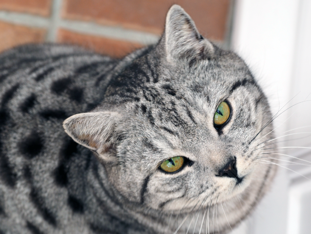 Cosy Cattery photo 3