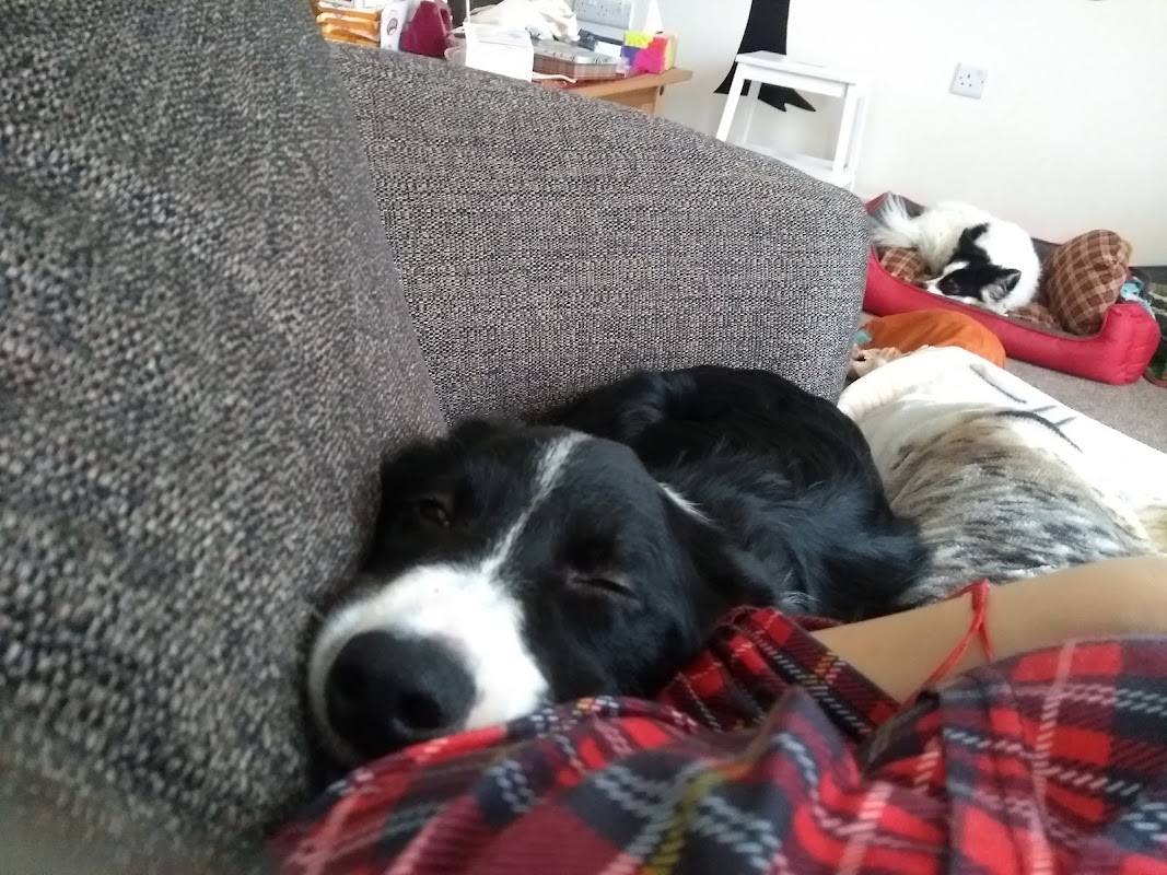 Corran Kennels photo 1