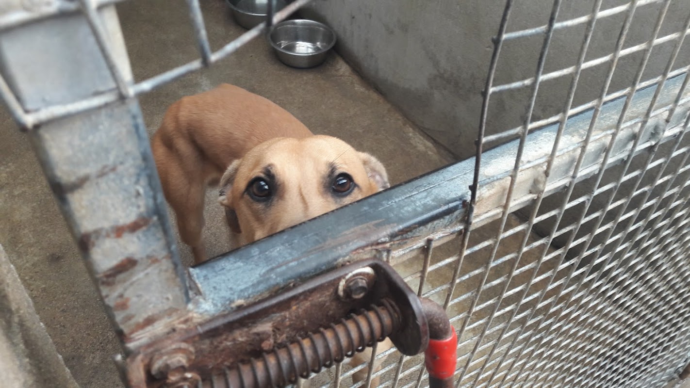 Corran Kennels photo 3