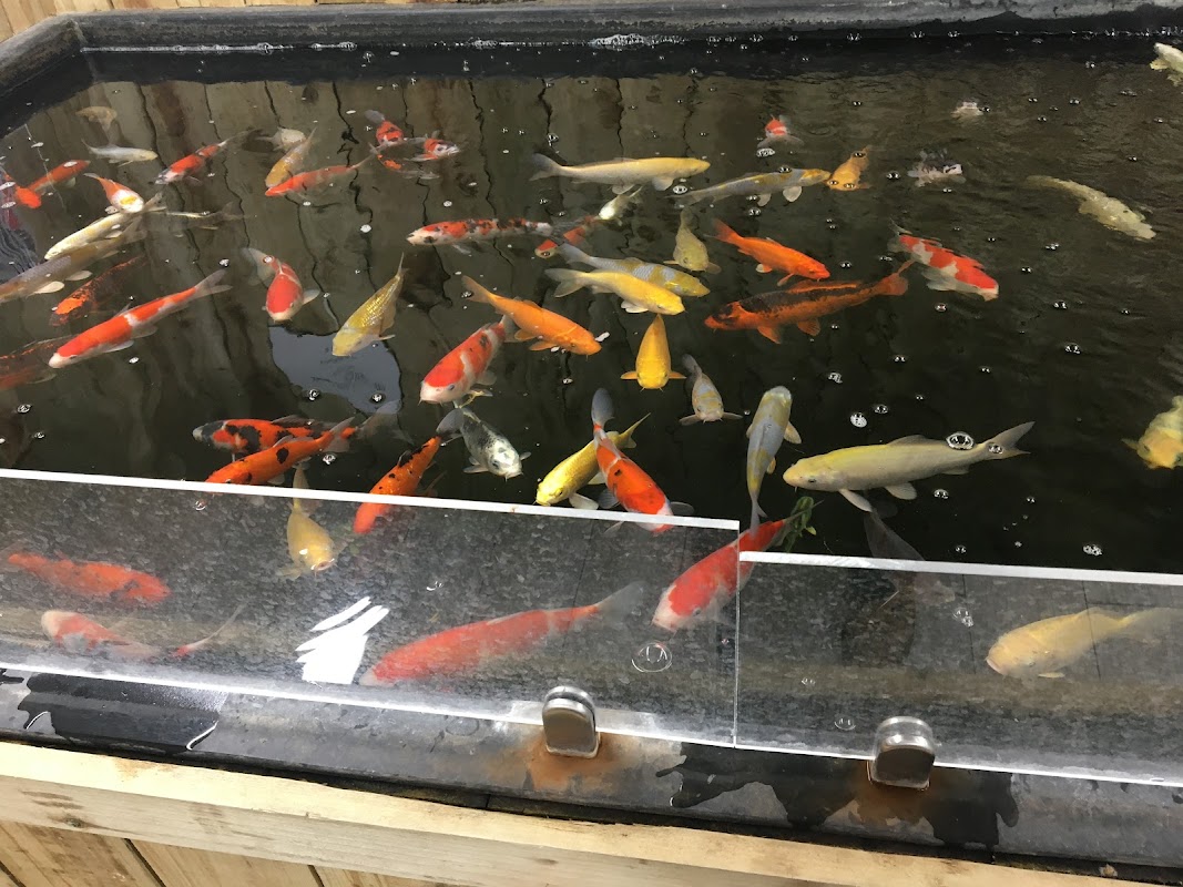 Koi Water Barn photo 2