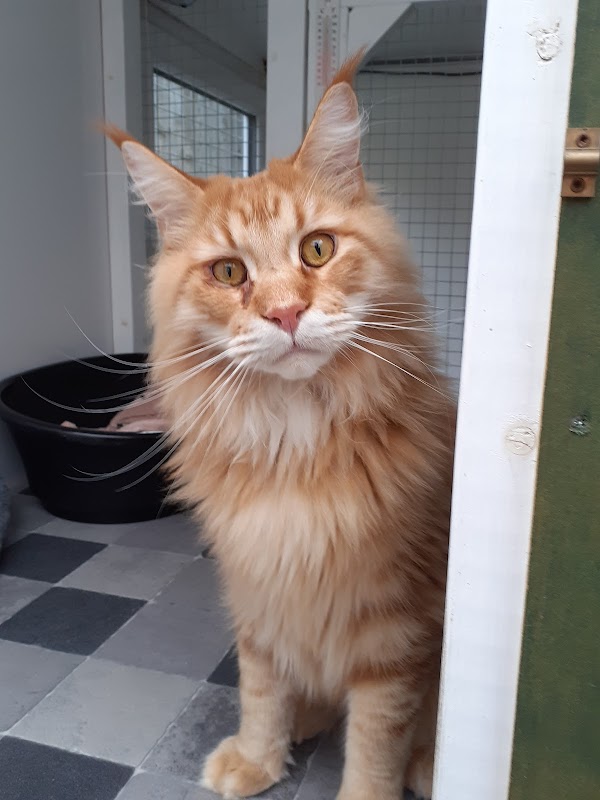 Comfy Cats Cattery photo 2