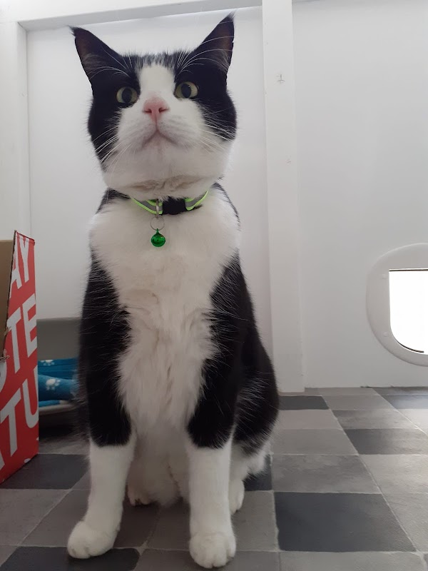 Comfy Cats Cattery photo 3