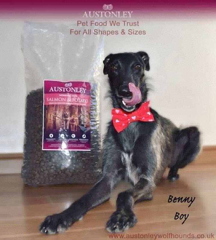 Austonley Irish Wolfhounds photo 1