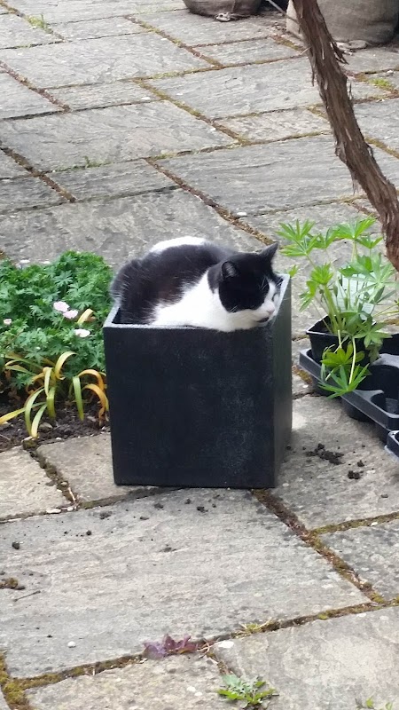 Country Lane Cattery photo 2