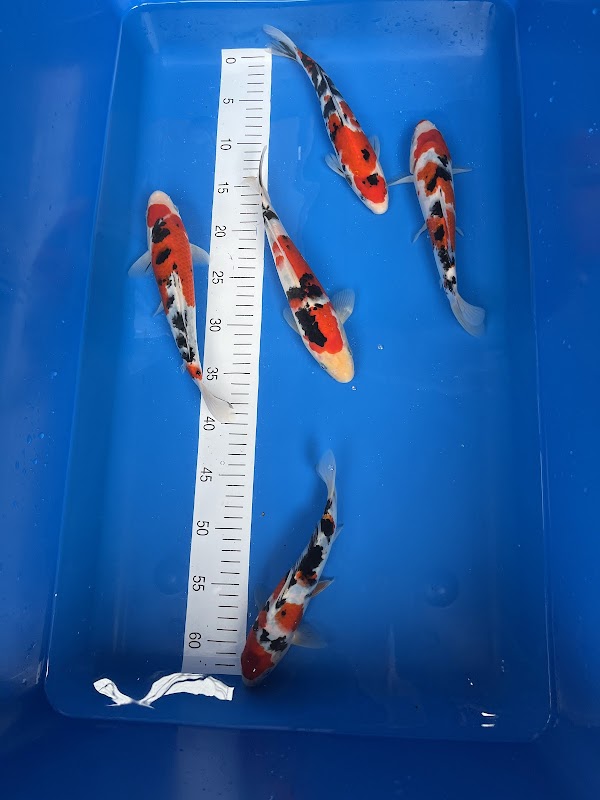Netherton Koi photo 2