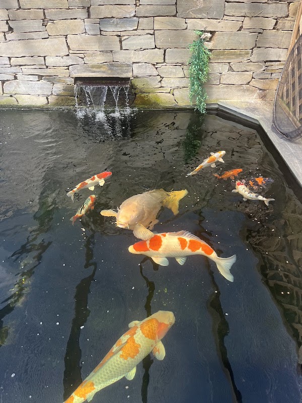 Netherton Koi photo 3