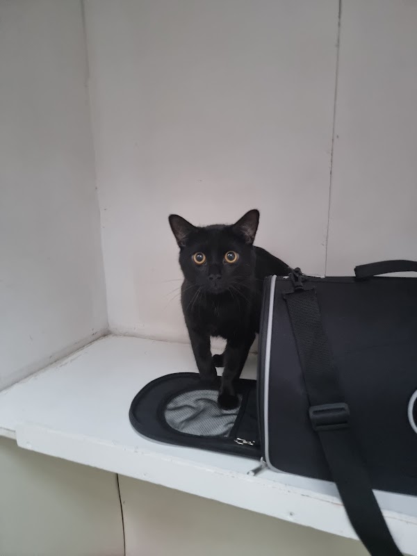 Knowl Hill Cattery photo 2