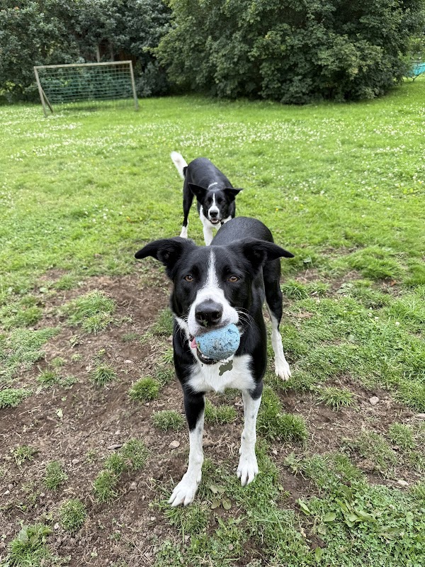 Tal-y-Cafn Kennels photo 3