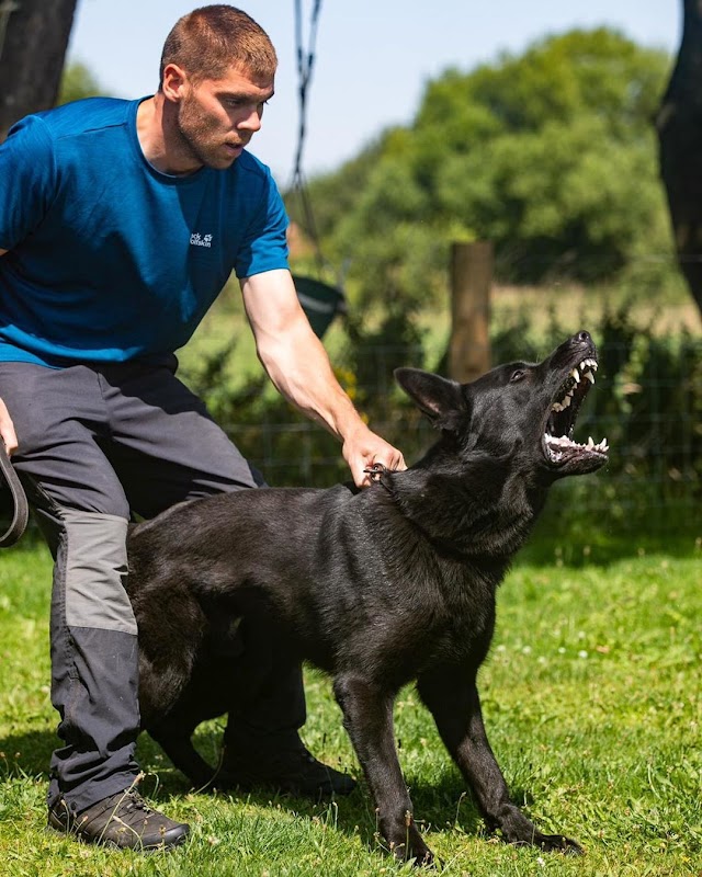Link K9 Family Protection Dogs photo 2