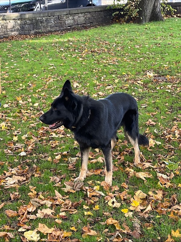 Link K9 Family Protection Dogs photo 3